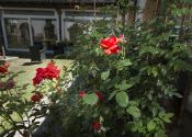 Rosengarten