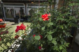 Rosengarten