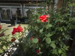 Jardin de roses